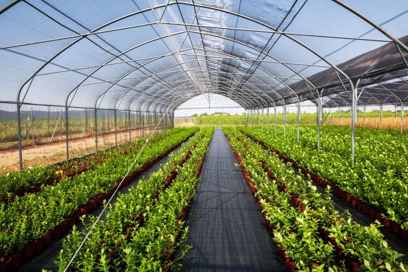 Humidity Management: Controlling the Moisture Content of Greenhouse Air Humidity Management: Controlling the Moisture Content of Greenhouse Air